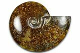 Polished Ammonite (Cleoniceras) Fossil - Madagascar #369629-1